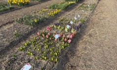 News image: Kleuren in zicht bij de showtuinen in de Bollenstreek!